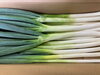 新潟の柔肌ネギ、２年ぶりに入荷です「8月16日（日）は日曜朝市！夏野菜も夏の果物もお買い得にそろいます」