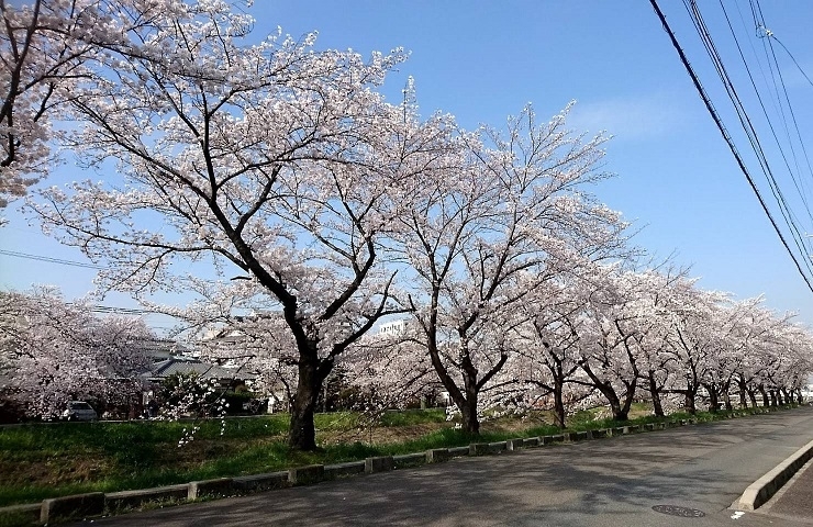 地蔵川のさくらです～♪「春よ、来い♪　2022年は桜の開花が平年並み！？　地元でお花見、桜（さくら）スポット情報公開中！」