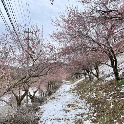 「道の駅木曽福島『梅の花』そろそろ見納め…」