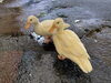仲良しな2ピヨと3ピヨ「大きくなったピヨちゃんズ」
