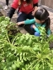 だいこんだぁ～「だいこんの収穫～」