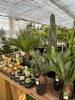 「多肉・サボテンコーナー充実しました！【観葉植物専門店　福島市】」