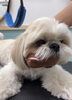 お友達も一緒にトリミング「お客様のご紹介🐶[大分市高崎/貸切トリミング]」
