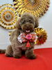 てとくん「Happy New Year」