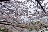 知恩院の桜 京都 桜だより まいぷれ 京都市下京区 東山区