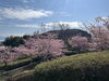「魚魚の宿　3月11日　河津桜🌸」