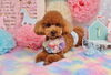 １歳のお誕生日おめでとう(*´ω｀*)「Anniversaryphoto　ヾ(＠⌒ー⌒＠)ノ」