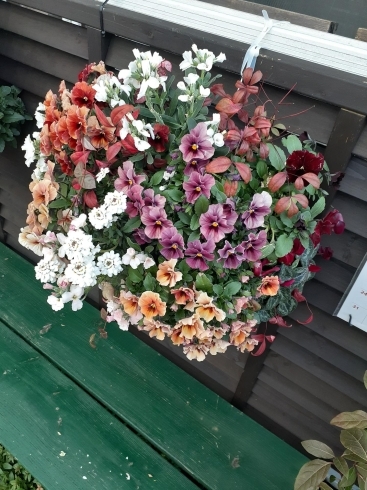 今モコモコに咲いてるビオラのハンギングバスケット「お花を趣味にしませんか」