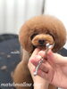 「秋のオプションキャンペーン　^ - ^」