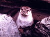 二ホンカワウソ「5月24日（日）世界カワウソの日イベントを行います！」