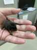 すっかり大きくなりました「コウモリの赤ちゃん」