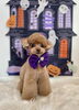くうちゃんす「Happy Halloween 2026🎃」
