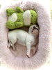 爆睡中〜😴「チワワbaby 🐾」