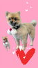 「Dog salon mofu mofu　余市町」