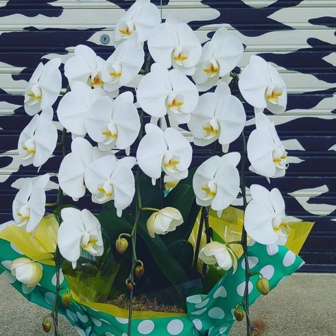 聡明な白い胡蝶蘭！肉厚な素晴らしい花姿です！「胡蝶蘭……母の日に。」