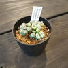かわいいコノフィツム！も20％OFF「「まいぷれを見た」で植物全商品20％OFF開催中！八王子 多肉 アガベ グラキリス コノフィツム 八王子市八日町2-3 802PLANTS SHOP セール 歳末セール 初売りセール  ビカクシダ」