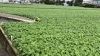 収穫間近の大根畑です。「🌱和歌山市布引の「りゅうファーム」さんに訪問しました！🚜✨」
