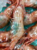 滅多に食べれない生の特大牡丹海老「今朝の仕入れ、さてっ!」