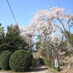 東郷町内の桜スポット！