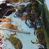 「魚魚市場鮮魚コーナーおすすめは「ヒオウギ貝・地タコ」です♪」