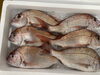 「鮮魚パックいろいろ販売中‼️〆鯖も販売致します🐳」