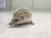 「ハリネズミ元気にお散歩」