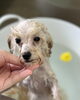 ぽちゃん♨️「ファースト・トリミング🐶」