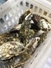 「魚魚市場鮮魚コーナーおすすめは「バナメイエビ」です」