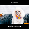 ハロウィン3「ドッグライフエルム ハロウィンイベント開催」