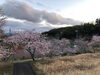 綺麗な桜ですね。「卒業式シーズンですね…」