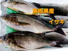 「○本日のお刺身○【愛媛県産養殖カンパチ】【島根県産イサキ】○本日のお惣菜○各種ご用意ございます！」