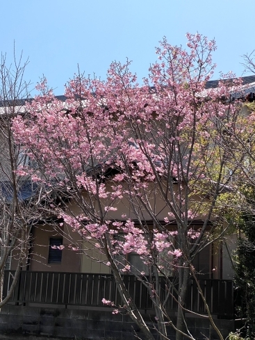 「綺麗な桜が咲いてます【南区米津・腸活料理・イベントカフェ・古民家カフェ・セミナー会場】」
