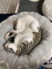 「猫との暮らし🐈」