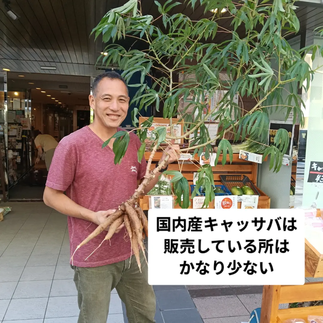 国内産でも希少なら八王子産は超希少！「キャッサバ！　第3回八王子産キャッサバ直売会　10時〜なくなり次第終了。」