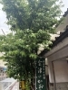 「雨上がりのヤマボウシと手彫り看板がお迎えします」