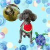 「Dog salon mofu mofu　余市町」