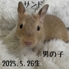 「デグーの赤ちゃんが生まれました💓　男の子編」
