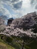 上田城跡公園「杏の後は桜🌸」