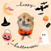 「Dog salon mofu mofu　余市町」