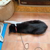 momo「Good morning Otaru!」