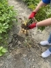 そろそろ収穫ですかね。「小満」