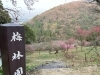 「＊西条市民の森＊　2月2日の梅林園の様子」