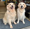 「９月18日はリアンの看板犬レン君の誕生日でした(^▽^)」