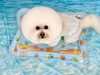 福くん「波とわんこ🌊　白い波編　笑」