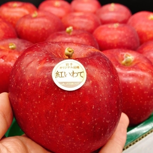 岩手県産 紅いわて が昨日より出荷開始となりました 佐々豊青果のニュース まいぷれ 花巻 北上 一関 奥州 岩手県産 紅いわて が昨日より出荷開始となりました 佐々豊青果のニュース まいぷれ 花巻 北上 一関 奥州