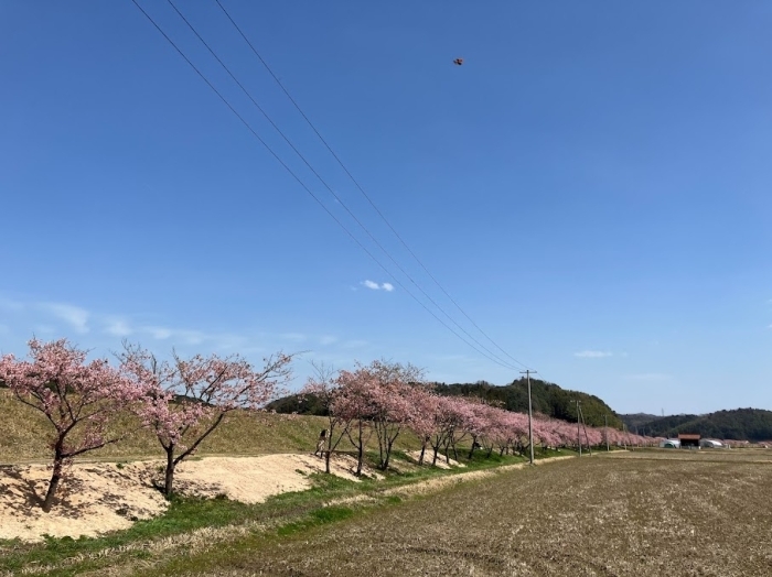 春殖)地区赤川沿いの河津桜　雲南市大東町