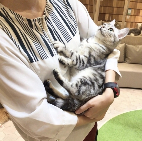 抱っこチェキ会 宮崎ナナイロ メガドンキ にある猫カフェ 漫画 ドリンクバー ワークプレイス 猫カフェmocha モカ のニュース まいぷれ 宮崎 抱っこチェキ会 宮崎ナナイロ メガドンキ にある猫カフェ 漫画 ドリンクバー ワークプレイス 猫カフェmocha モカ のニュース まいぷれ 宮崎