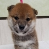 柴犬　♀