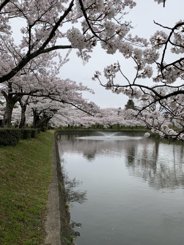 鶴岡公園「桜スポット」