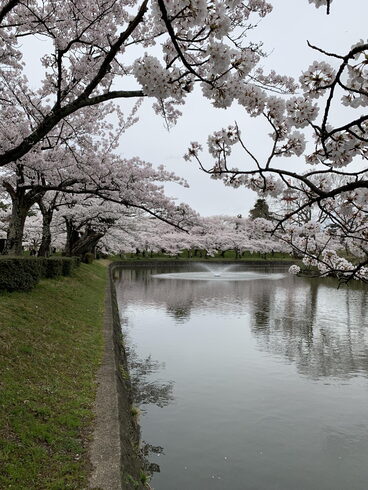 鶴岡公園「桜スポット」